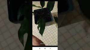 Эпипремнум pinnatum миниатюрная монстера)) редкие сорта эпипремнумов. Необычный эпипремнум пиннатум