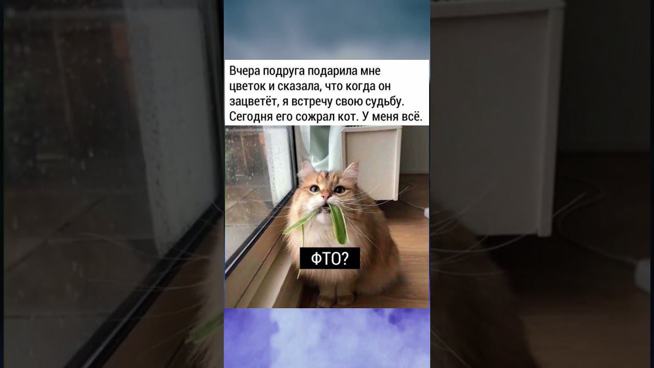 #актив #поззи #позитив #юмор #приколы #доброеутро #meme #добрыйвечер #cat #добрыйдень