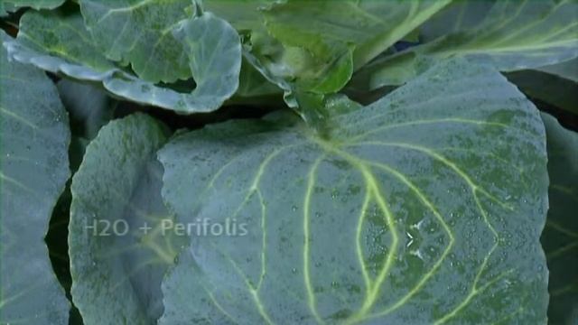 Perifolis - эффективное силиконовое поверхностно-активное вещество. Villanus Baltic LTD смотреть онлайн