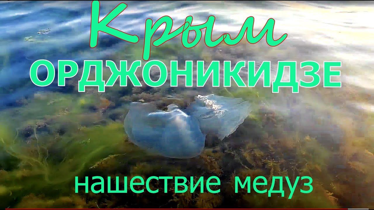 ОРДЖОНИКИДЗЕ. Нашествие медуз. Обстановка на 22.08.2023. #крым, #орджоникидзе, @JiznvKrimu