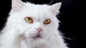 Dolby Vision HDR - 4K 60FPS (OLED Demo)