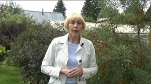 Облепиха. Как выращивать и как применять