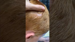 ✔️Диагноз: псориаз кожи головы. Быстрое устранение шелушений при помощи серии Идерил (Myrica)