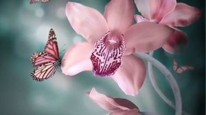 ОРХИДЕЯ. Интересные легенды о цветке!