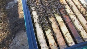 чтобы пчелы не роились, уход от роения - два корпуса рута и магазины на рамку 145 под мед
