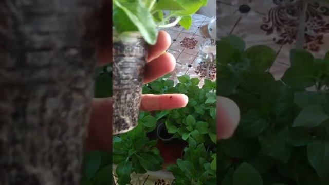 Можно ли вырастить петунии без фитоламп?