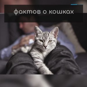 7 любопытных фактов о наших кошках