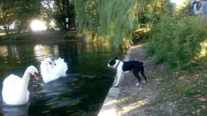 Бостон терьер лает и играет с лебедями