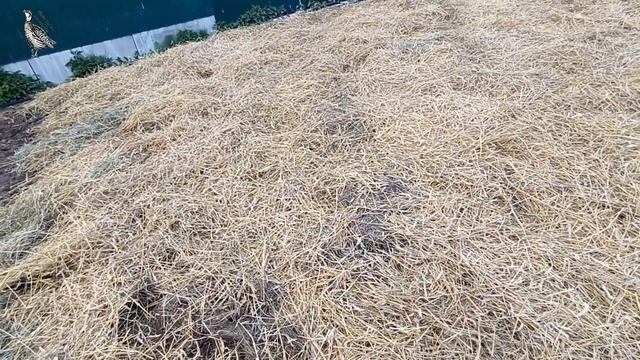 Посадка картофеля под сено. Посадка 2022. По ленивому смотреть онлайн