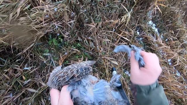 Охота на уток и куропаток по первому снегу с собакой Джесси! ??? МР-155 , hunting and fishing смотреть онлайн