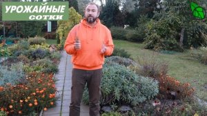 СДЕЛАЙТЕ ТАК чтобы ЛАВАНДА БУШЕВАЛА! Уход за лавандой и аптекарским огородом!