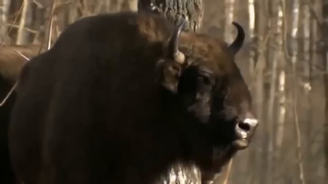 Radioactive Wolves Of Chernobyl Scary Mutations Full Documentary смотреть онлайн