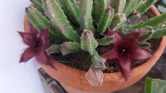 Stapelia variegata orbea Stapelia Hirsuta 2019 смотреть онлайн