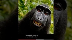 Me and my monkey (monkey doesn’t wear any pants)