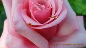 Роза чайно-гибридная Соня (rose sleepyhead) ? роза Соня обзор: как сажать саженцы розы Соня