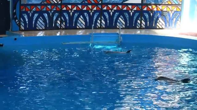 РИВЬЕРА СОЧИ Цены Дельфинарий ОБЗОР ПАРКА смотреть онлайн