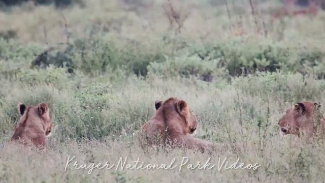 Kruger National Park Wildlife Sightings Compilation | Latest Kruger Sightings