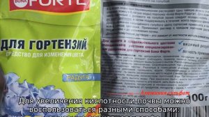Чем полить гортензию, чтобы она поменяла цвет?