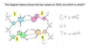 DNA structure: Mnemonic technique for Exam