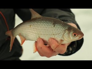 Ловля ПЛОТВЫ ЗИМОЙ. Зимняя Рыбалка на мормышку. Рыбалка в Ленинградской области