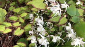 Цветок горянка(Epimedium) ,цветение крупноцветковой горянки в саду