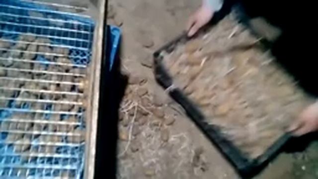 Как перебрать картошку быстра от парастков. смотреть онлайн