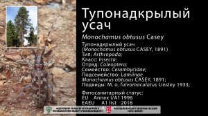 Тупонадкрылый усач (Monochamus obtusus Casey)