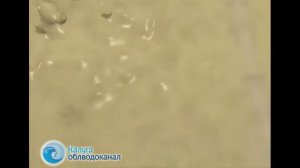 СТАНЦИЯ АЭРАЦИИ. Снижение нагрузки на активный ил станции аэрации #probiotica.ru