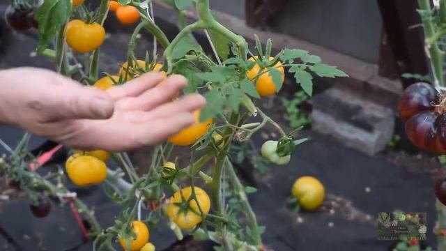 В гостях у коллекционера томатов . Часть 2. Латвия.