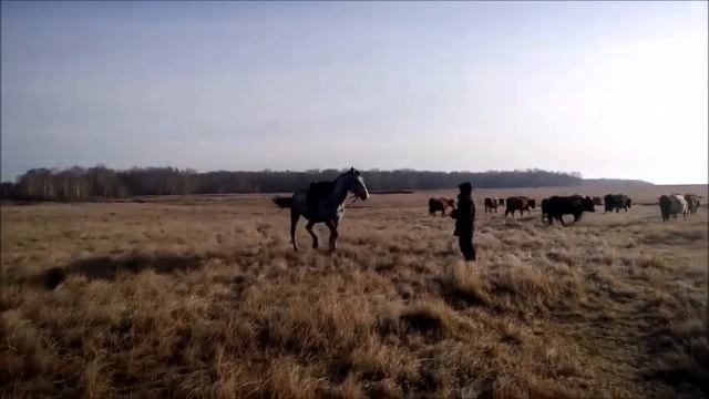 Конь пастух по кличке Зевс. смотреть онлайн