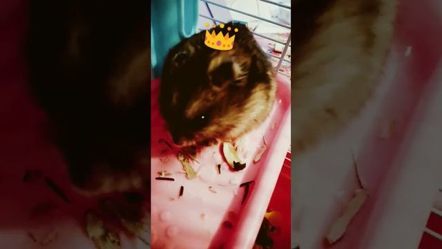 вы что попутали я roblox квинка смотреть онлайн