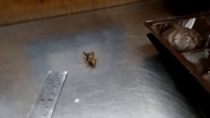 Гнездо шершней.