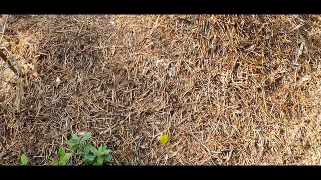 Вологодская область. Вожега-2021. Марьинский бор. Часть-2. смотреть онлайн