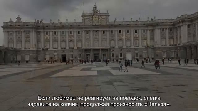 Как обучить щенка командам Нельзя и Фу? смотреть онлайн