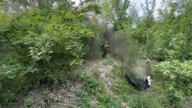 В Тайгане живет Царевна-лебедь, которая влюблена в Олега Зубкова и следует за ним по всему парку! смотреть онлайн