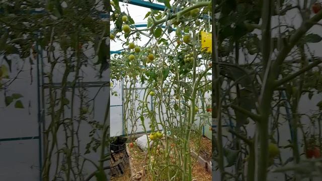 Массовый сбор томатов.