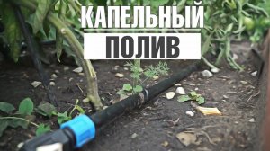 Не устанавливайте капельный полив, пока не посмотрите это видео ✔️