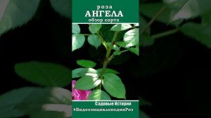 роза АНГЕЛА #видеоЭнциклопедияРоз