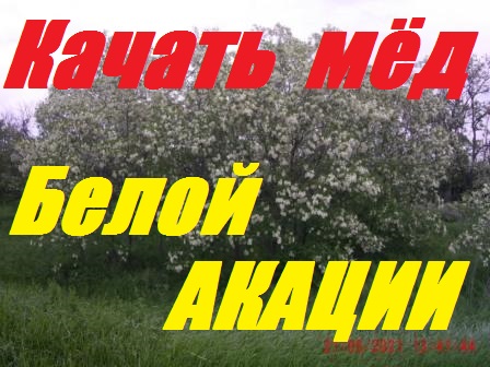 Мощный взяток мёда Белой Акации закончился.Рамки не запечатаны,качать мёд или нет? смотреть онлайн