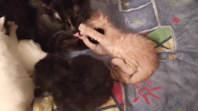 Котята турецкой ангоры. Редкий окрас красный мрамор. смотреть онлайн