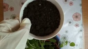 Пересаживаю АНЮТИНЫ ГЛАЗКИ/Maryam DIY