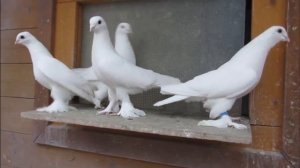 Бойные Голуби в Германии . Вся Коллекция / Pigeons collection in Germany (Владимир Журавлёв,Фререн)