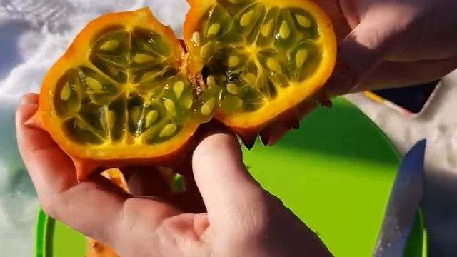 Кивано- экзотический выращенный в Беларуси! смотреть онлайн