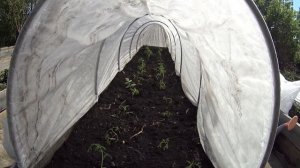 ✅ ПОСАДКА ТОМАТОВ ?. НОВЫМ СПОСОБОМ. Жизнь на Южном Урале.