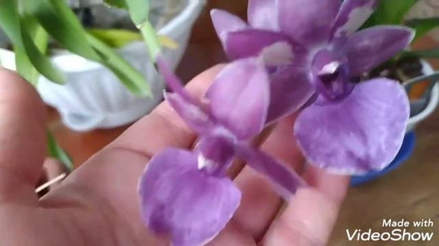 Зигопиталум и Онцидиум домашнее цветение 🌺