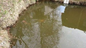Карпы Кои в дачном пруду.