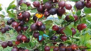 Крыжовник обыкновенная Каптиватор ? обзор: как сажать, саженцы крыжовника Каптиватор