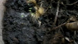 Медонос на подоконнике иван чай