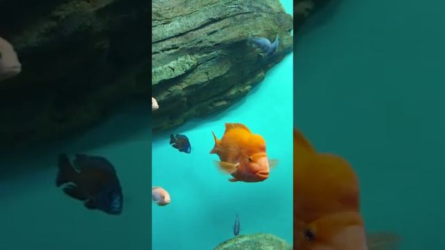 Тропические рыбки Океанариум Tropical fish in the aquarium #Shorts