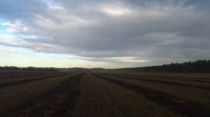 Уборочная 2023 года. Попал на уборку.Все 5 комбайнов в строю. Возим зерно с поля на МАЗе.